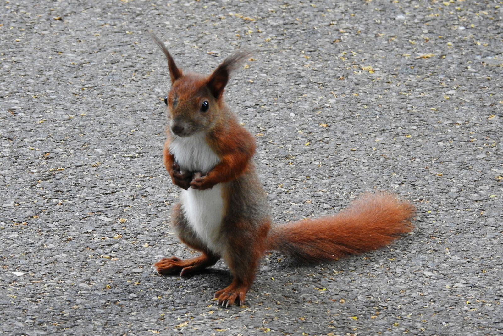 Nikon Coolpix P900 sample photo. The squirrel, ruda, animal photography