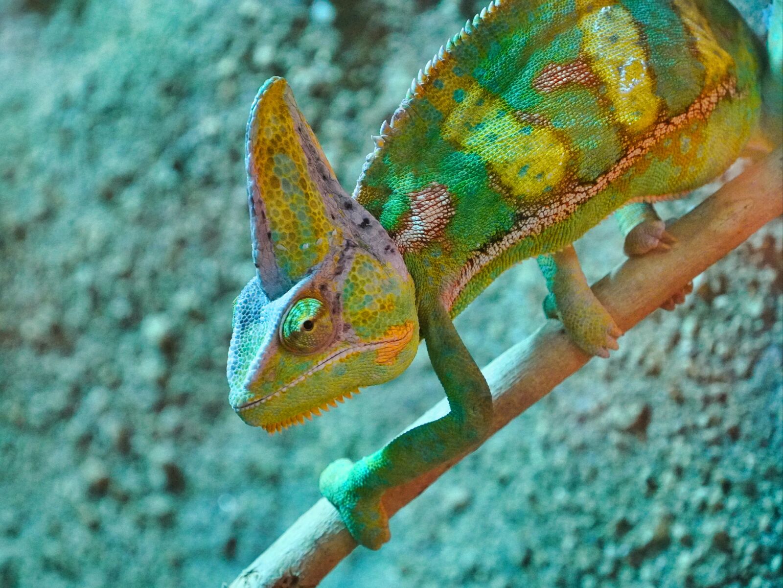 Sony a6400 sample photo. Chameleon, green, terrarium photography
