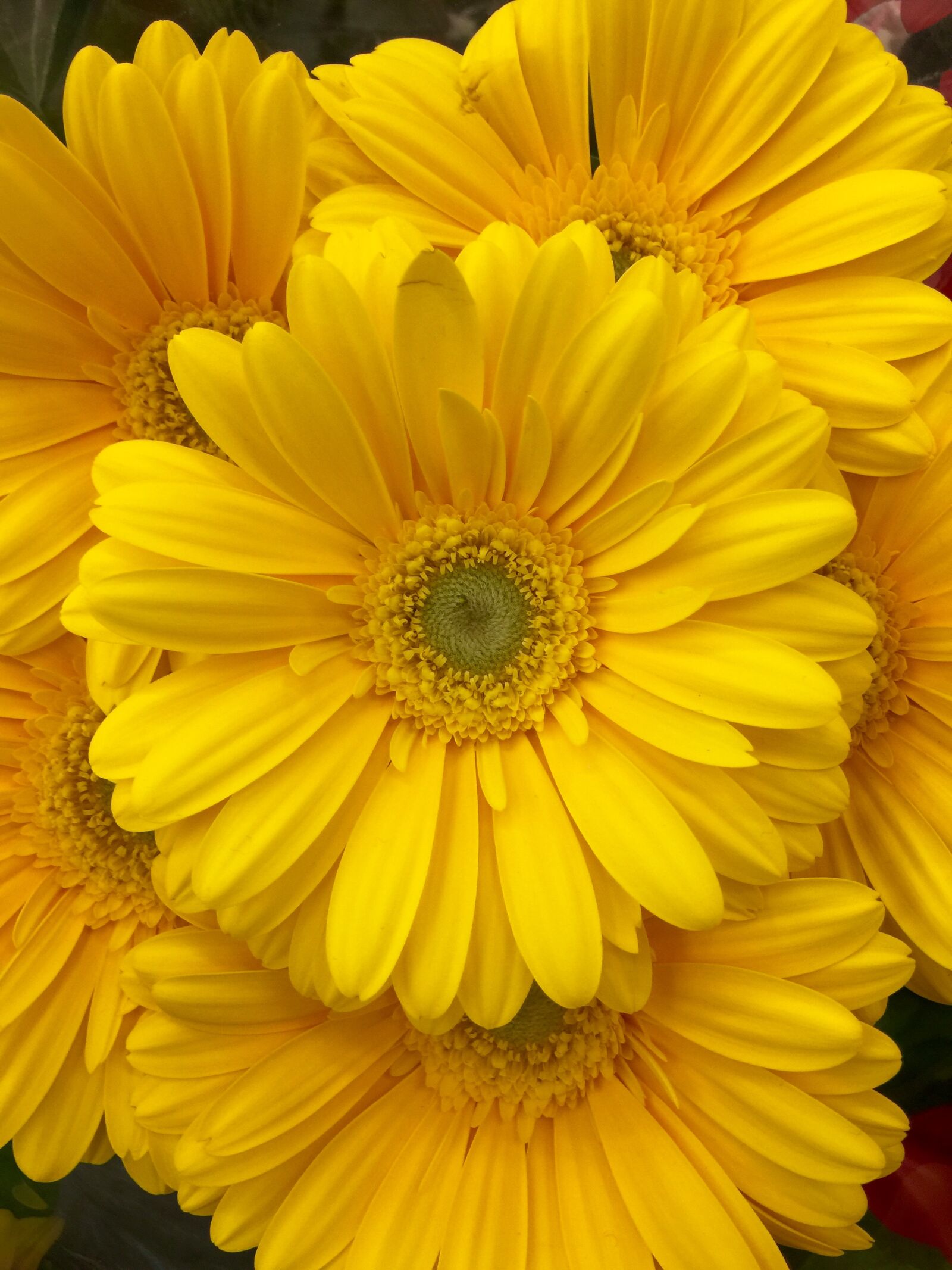 iPhone 6 Plus back camera 4.15mm f/2.2 sample photo. Bloom, blossom, close, flowers photography