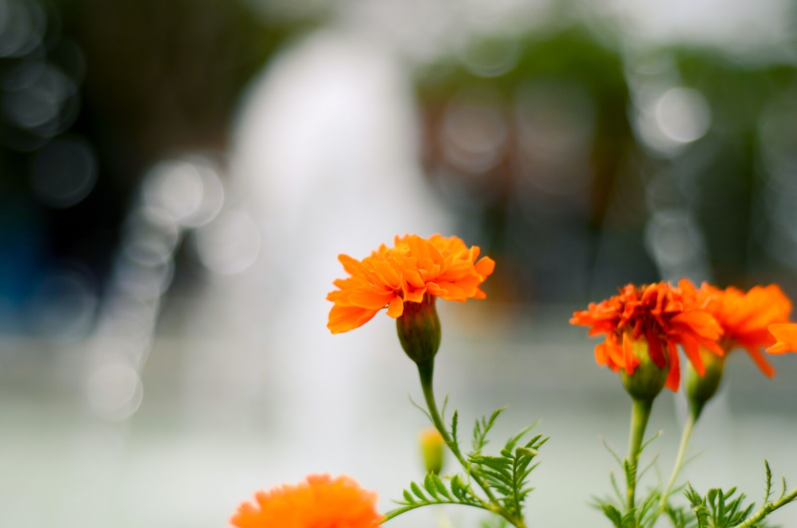 Nikon D7000 sample photo. Beautiful, flower, garden photography
