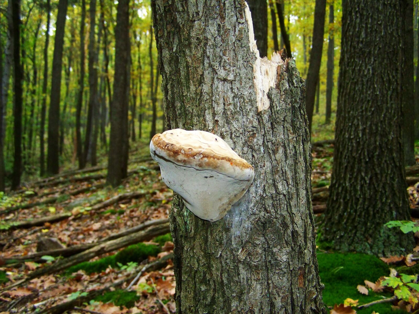 Kodak EASYSHARE ZD710 ZOOM DIGITAL CAMERA sample photo. Tinder fungus, forest, nature photography