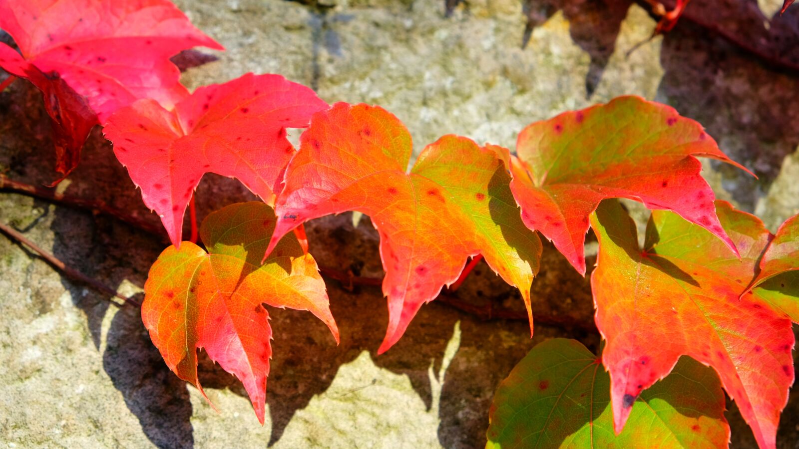 Fujifilm X-E2S sample photo. Autumn, fall foliage, fall photography
