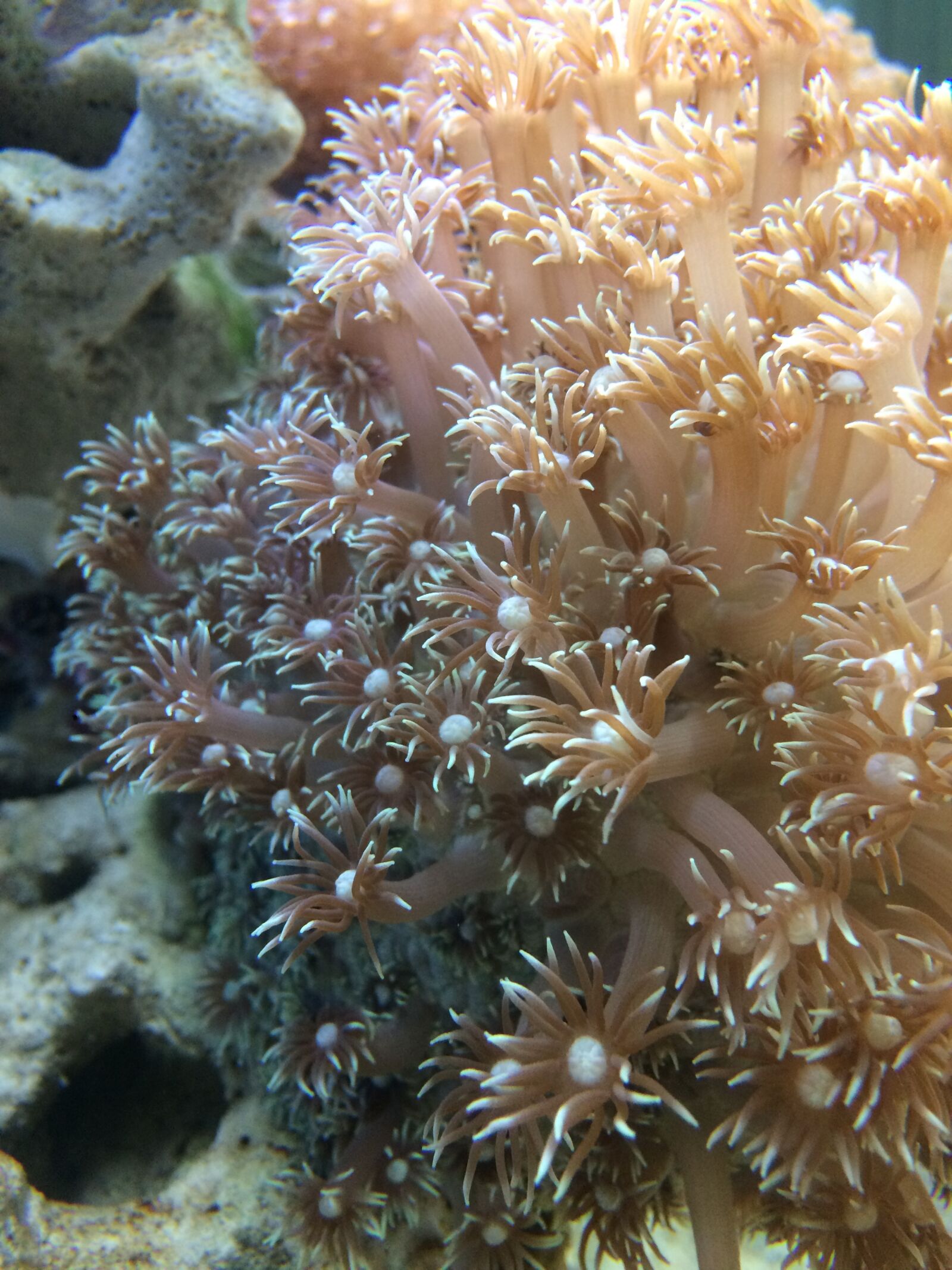iPhone 5s back camera 4.15mm f/2.2 sample photo. Coral, deep, sea photography