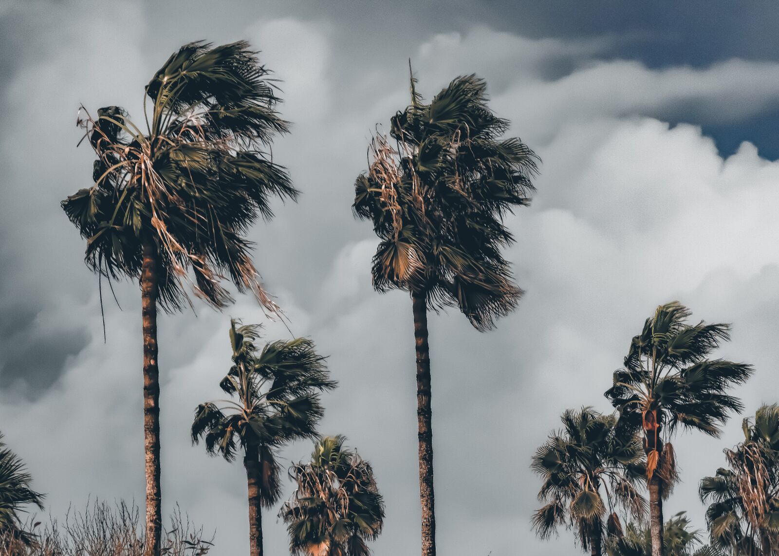 Nikon D3300 sample photo. Palm trees, storm, wind photography
