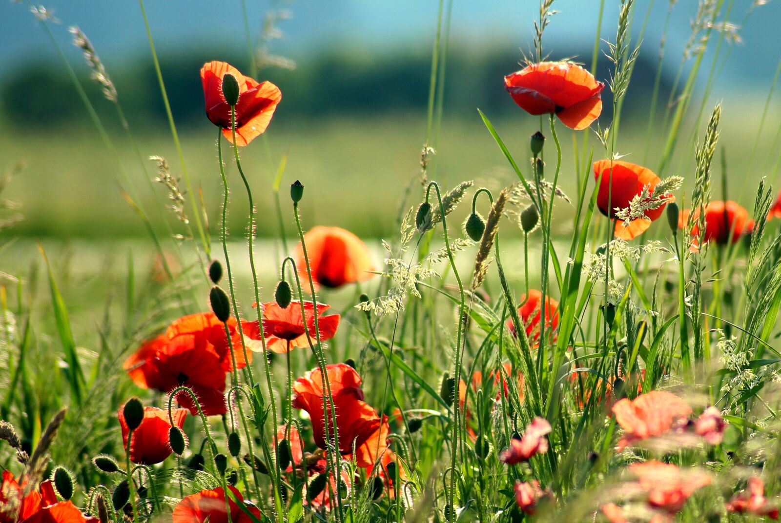 Canon EOS 1200D (EOS Rebel T5 / EOS Kiss X70 / EOS Hi) sample photo. Poppies, red, wildflowers photography