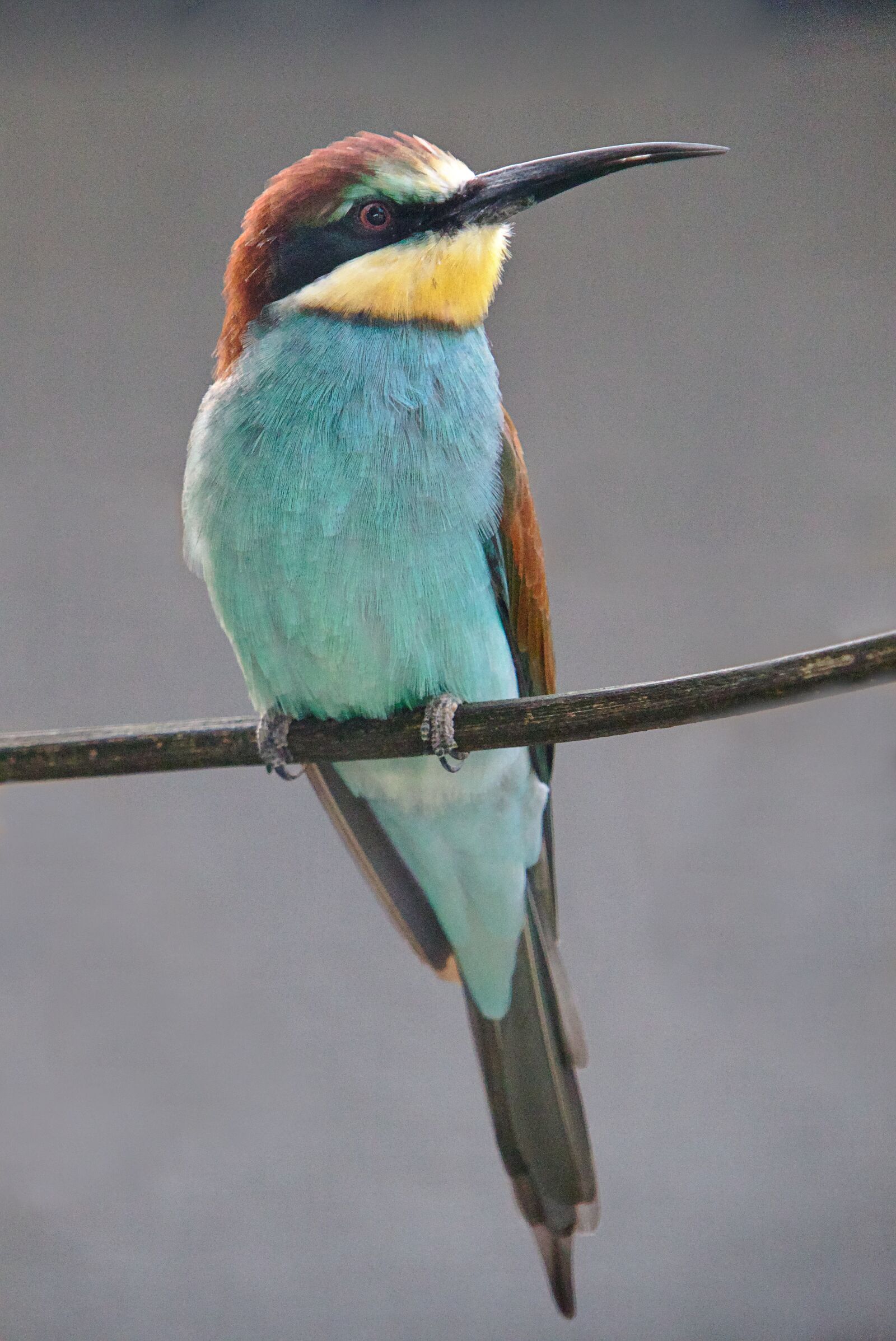 Canon EOS M5 + Canon EF-M 18-150mm F3.5-6.3 IS STM sample photo. Bird, european bee eater photography