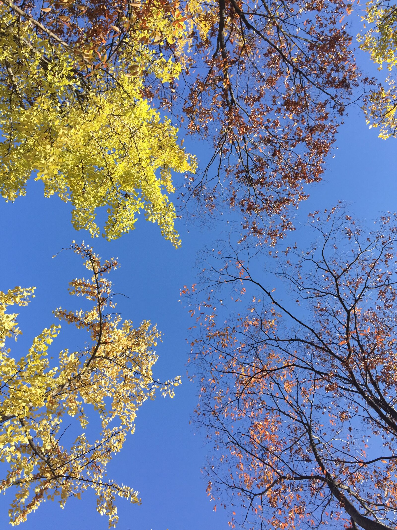 iPhone 6 Plus back camera 4.15mm f/2.2 sample photo. Sky, nature, blue photography