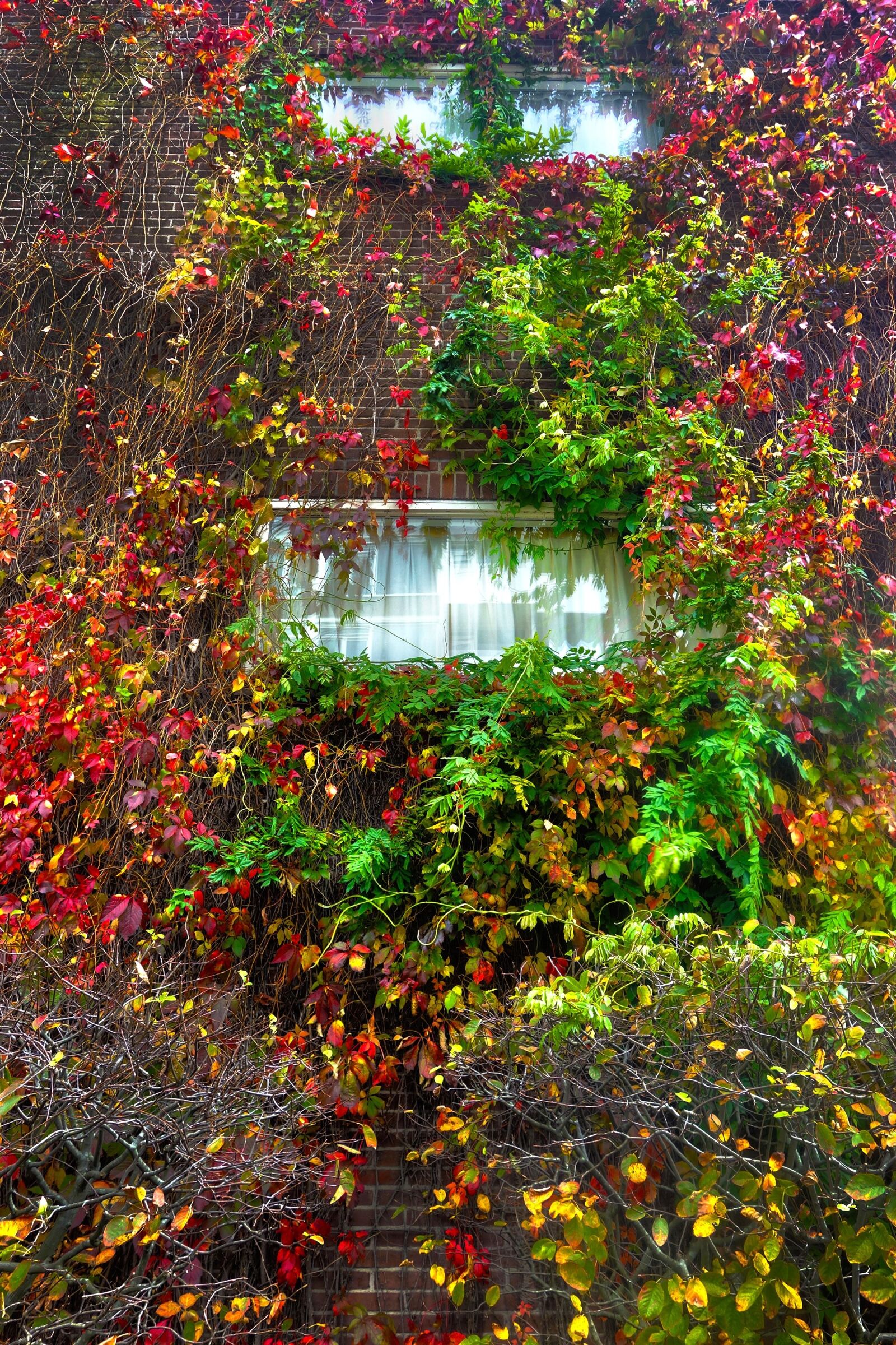 Sony Cyber-shot DSC-RX100 sample photo. Ivy, wall, vine photography