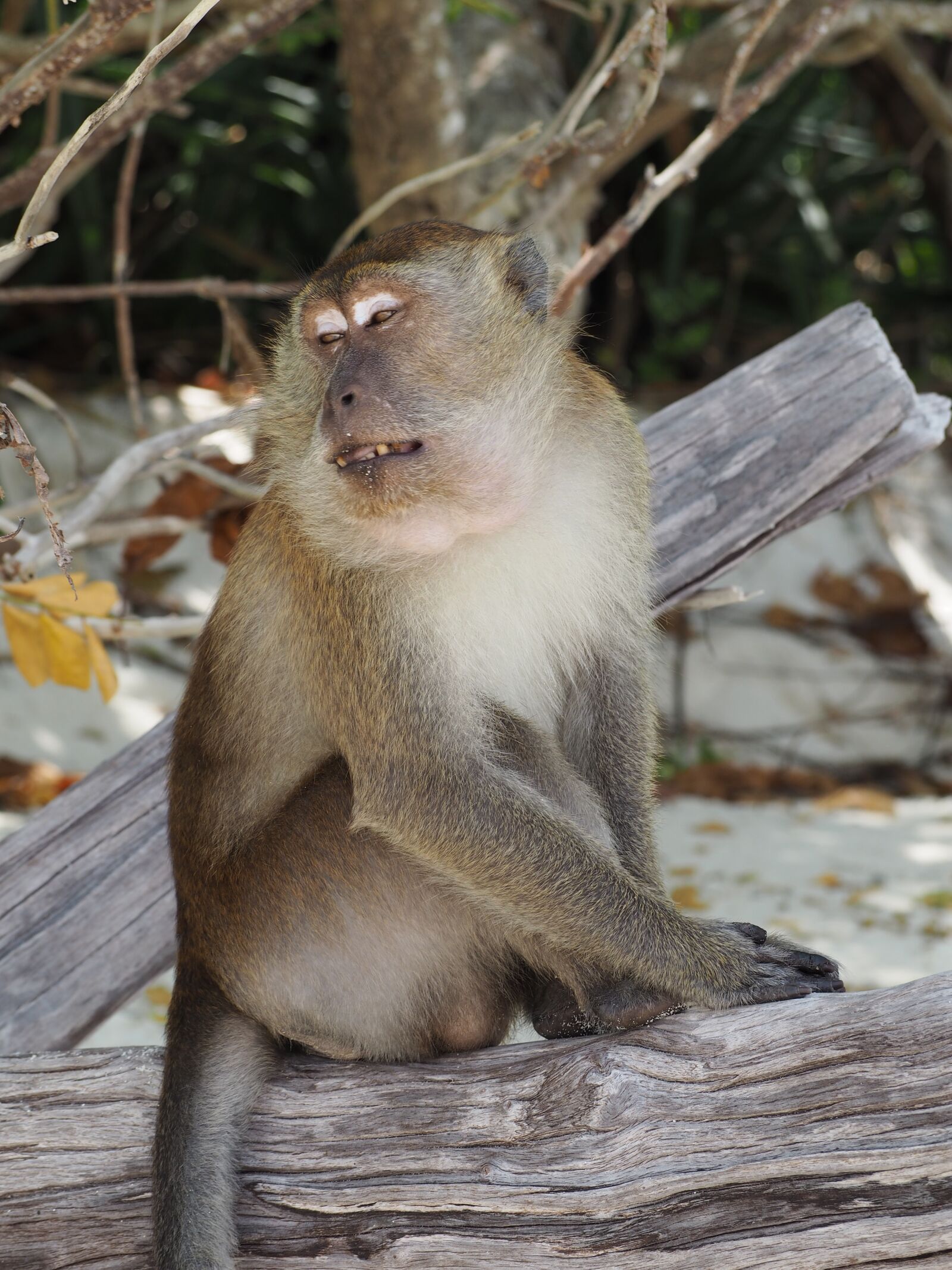 Olympus PEN E-PL8 sample photo. Monkey, animal, thailand photography