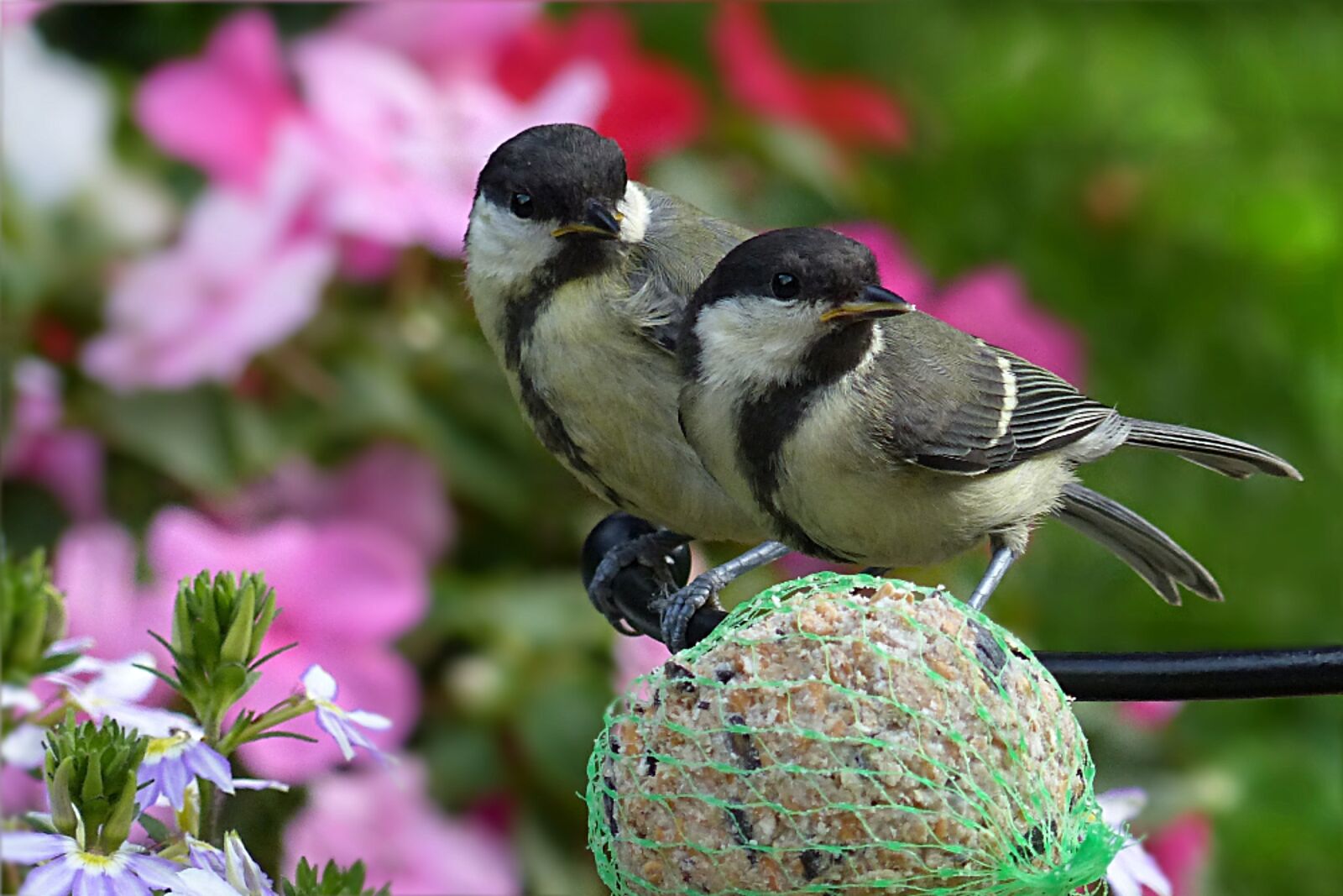 Panasonic Lumix DMC-FZ200 sample photo. Great tits, parus major photography