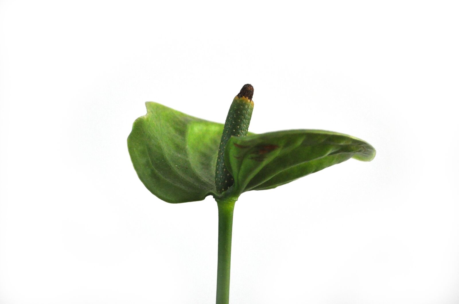 Nikon D5000 sample photo. Anthurium, flower, isolated photography