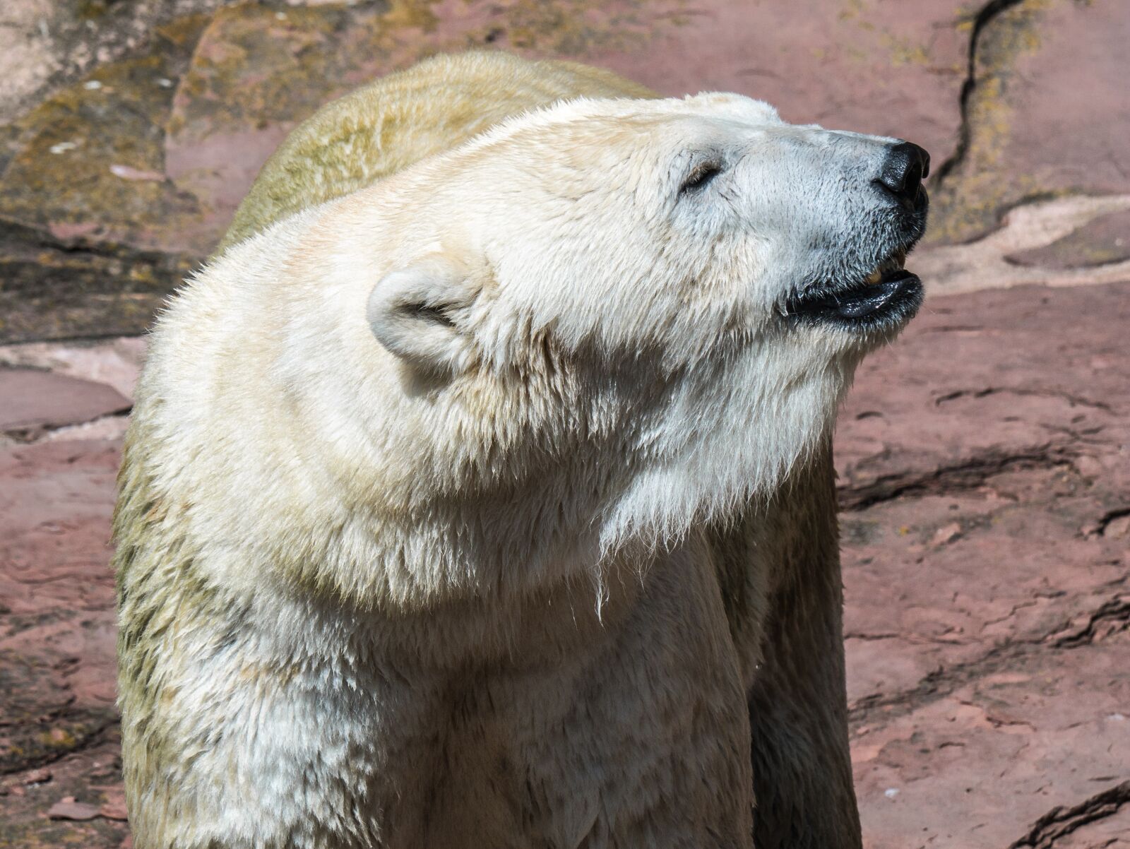 LUMIX G VARIO 100-300/F4.0-5.6II sample photo. Polar bear, predator, mammal photography