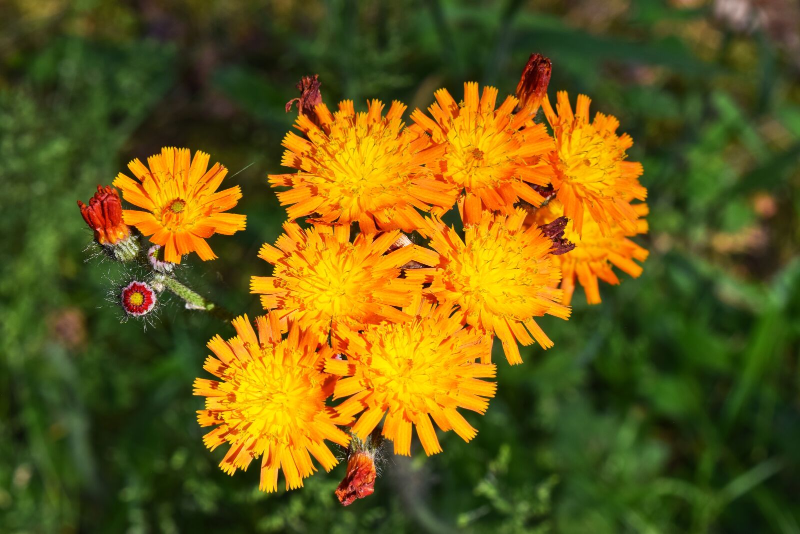 Nikon D3300 sample photo. Flower, dandelion, nature photography