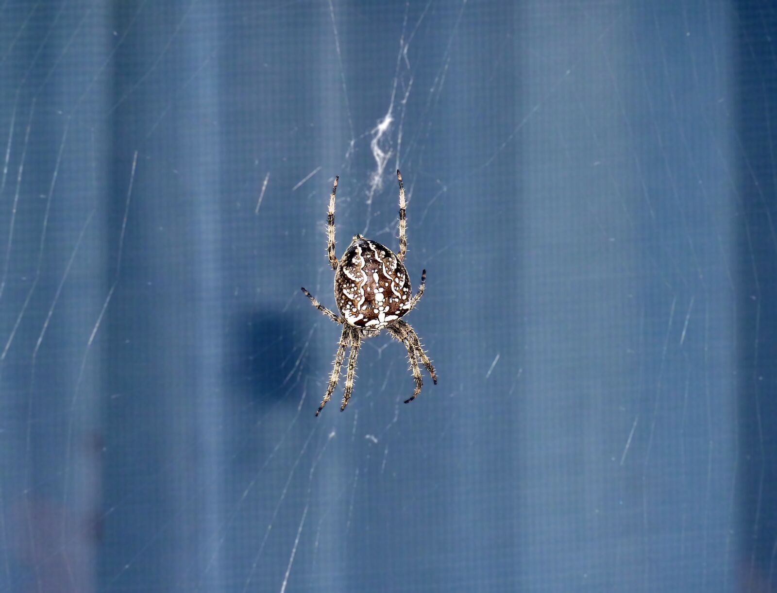 Panasonic DMC-TZ7 sample photo. Spider, window, canvas photography
