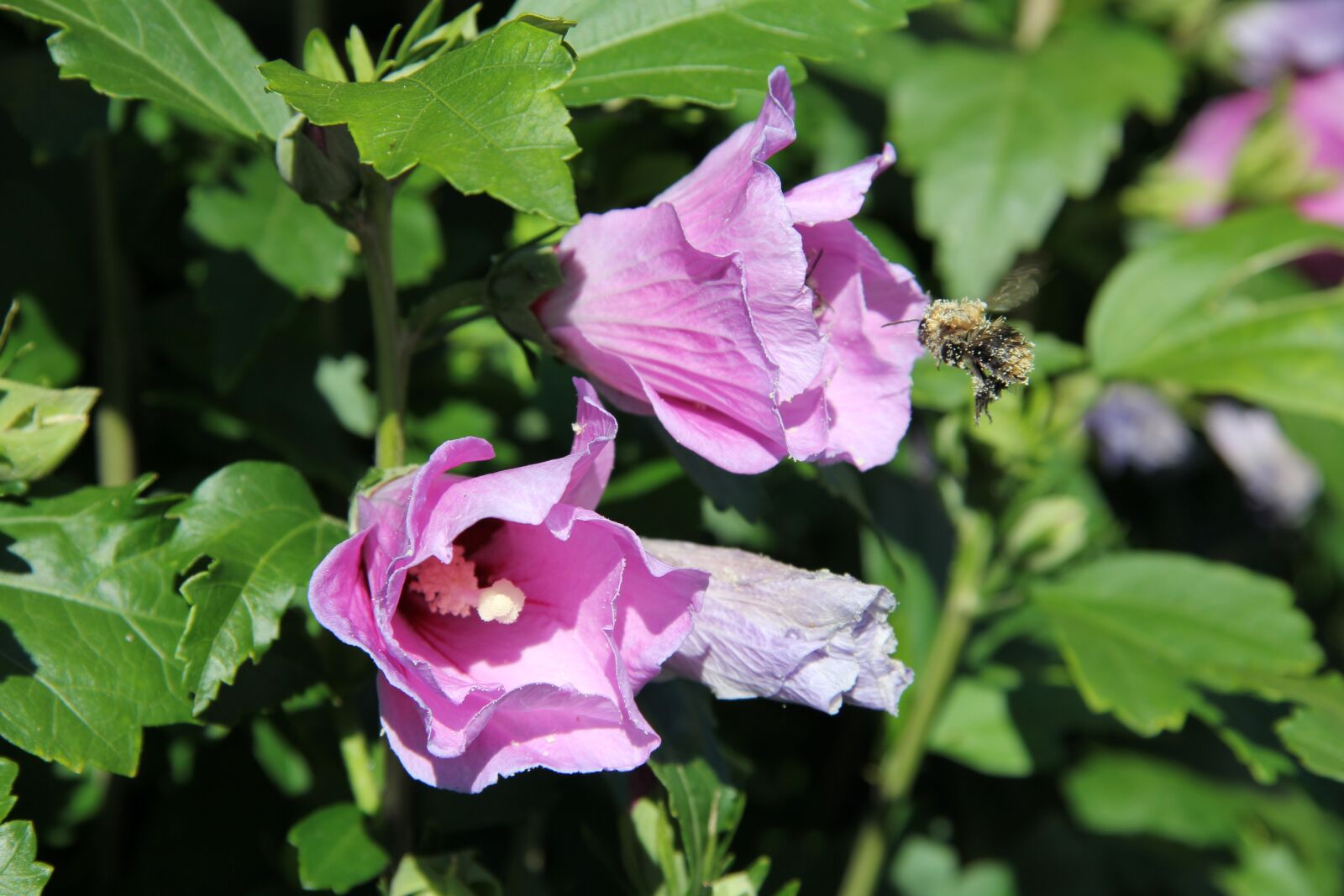 Canon EF-S 17-85mm F4-5.6 IS USM sample photo. Bumblebee, flying, insect photography