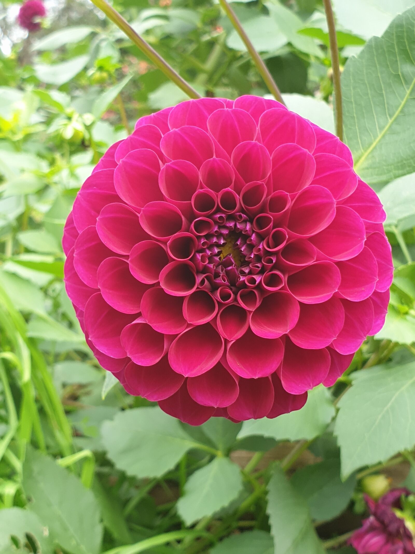 Samsung Galaxy Note9 sample photo. Dahlia, red dahlia, flower photography