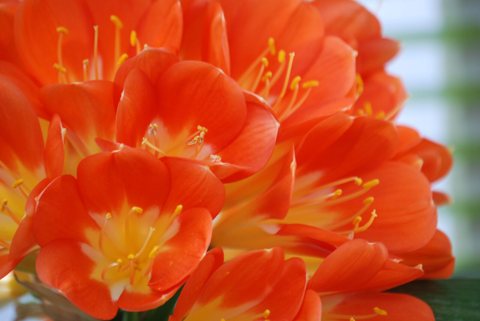 Nikon D80 sample photo. Flowers, orange, nature photography