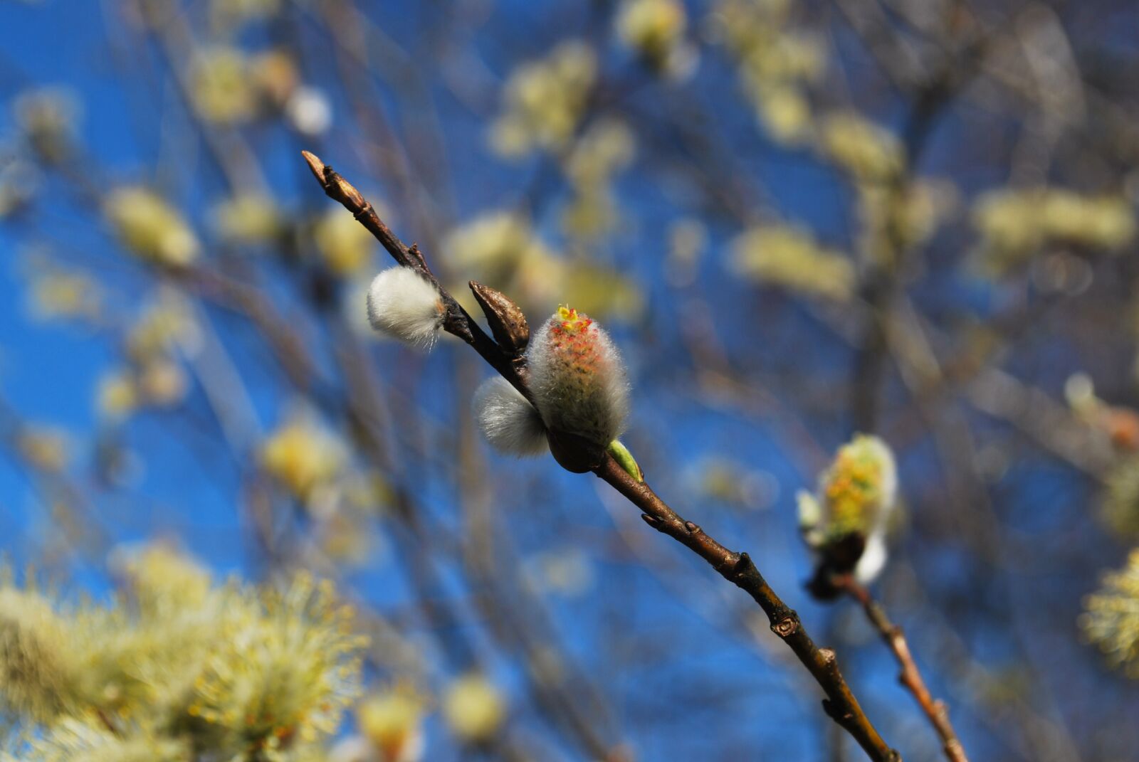 Nikon D60 sample photo. Flower, tree, great willow photography