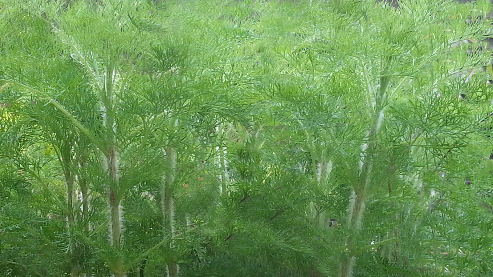 Samsung Galaxy S3 sample photo. Dog, fern, green, tiny photography