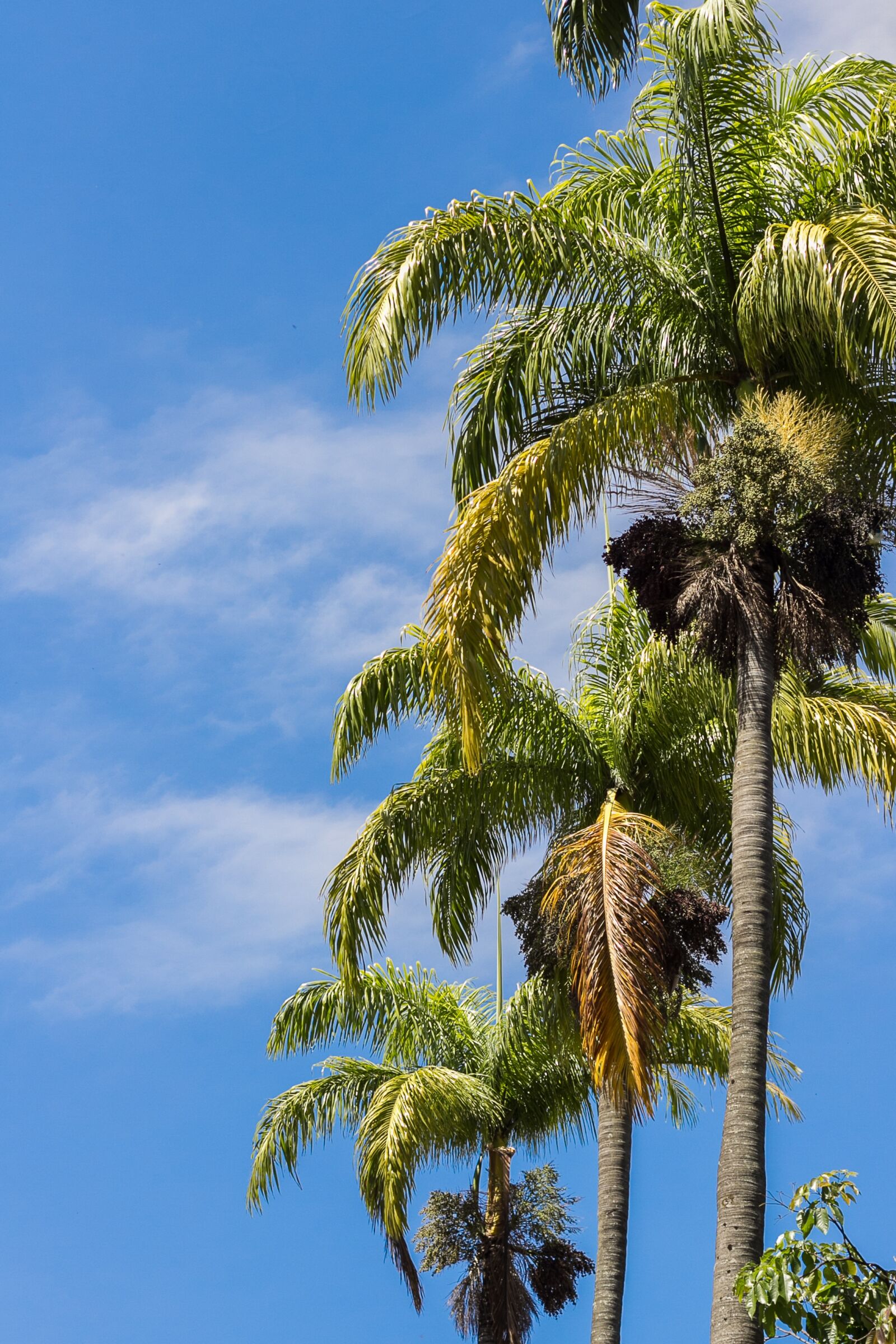 Canon EOS 60D + Canon EF 50mm F1.8 II sample photo. Sky, palm trees, blue photography