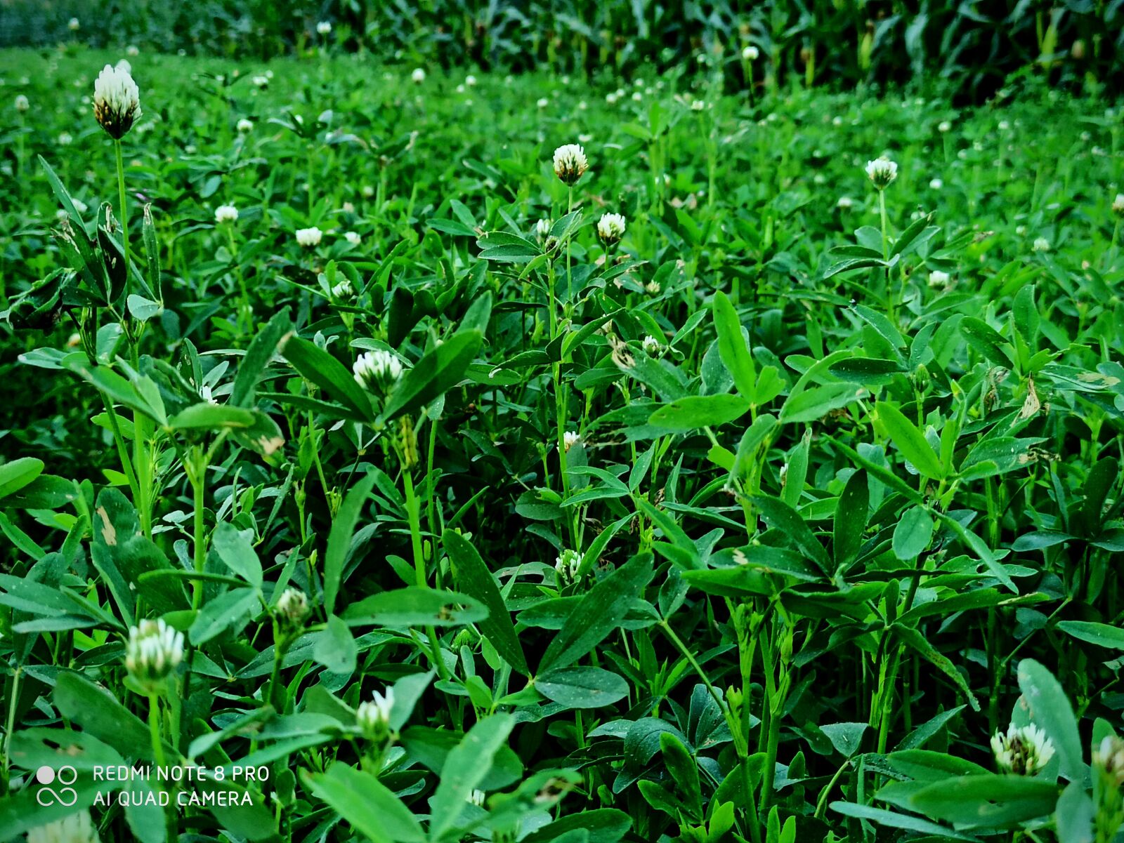 Xiaomi Redmi Note 8 Pro sample photo. Natural, beauty, love photography
