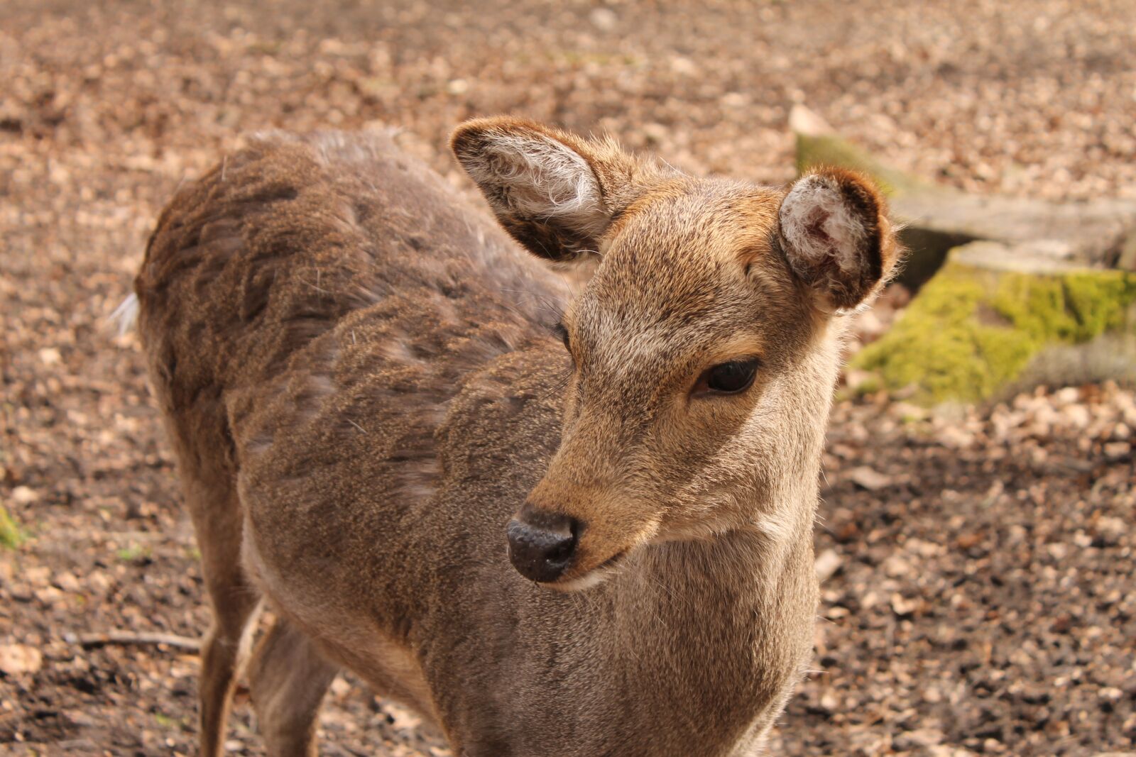 Canon EOS 1100D (EOS Rebel T3 / EOS Kiss X50) sample photo. Roe deer, kitz, nature photography