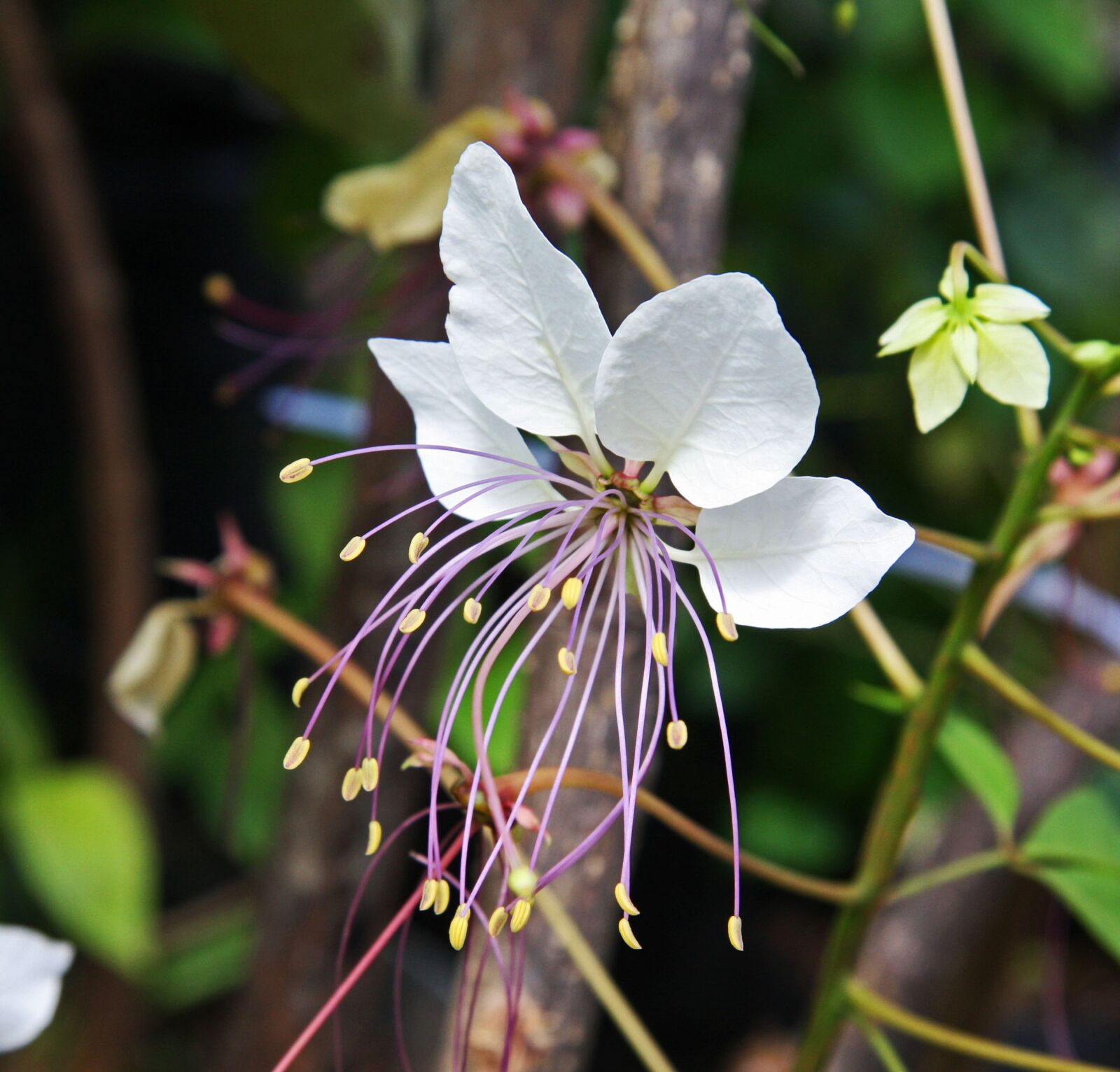 Canon EOS 40D sample photo. Flower, white, spring photography
