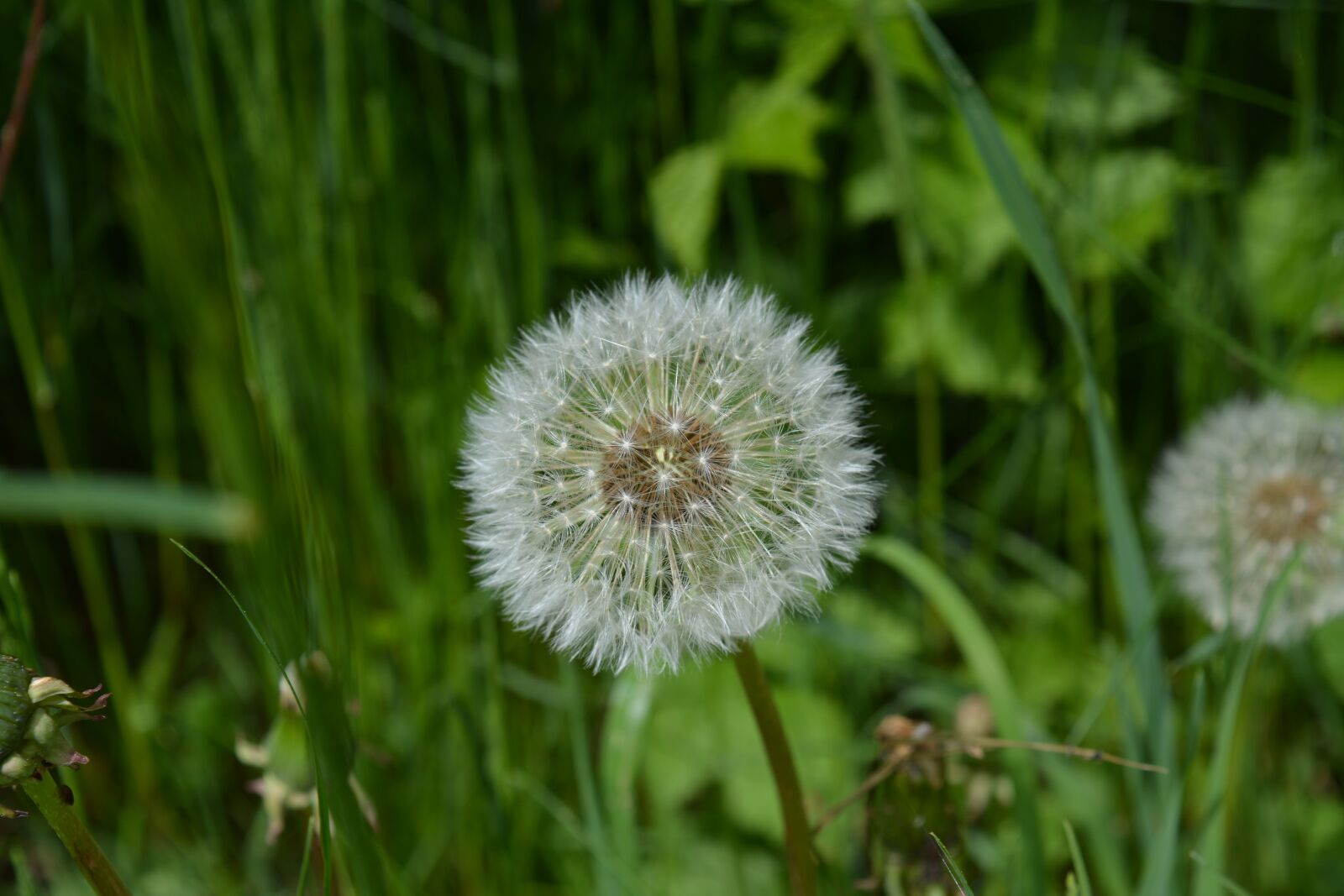 Nikon D5200 sample photo. Dandelion, flower, pointed flower photography