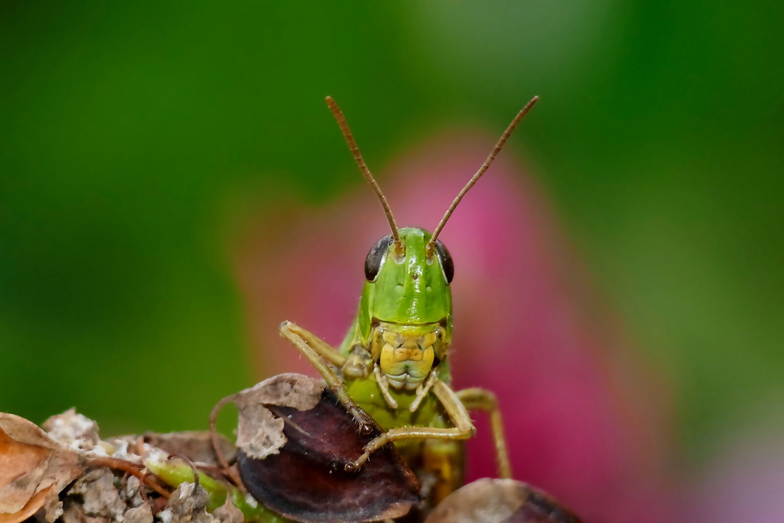Panasonic Lumix DMC-FZ1000 sample photo. Green grasshopper, grasshopper, insect photography