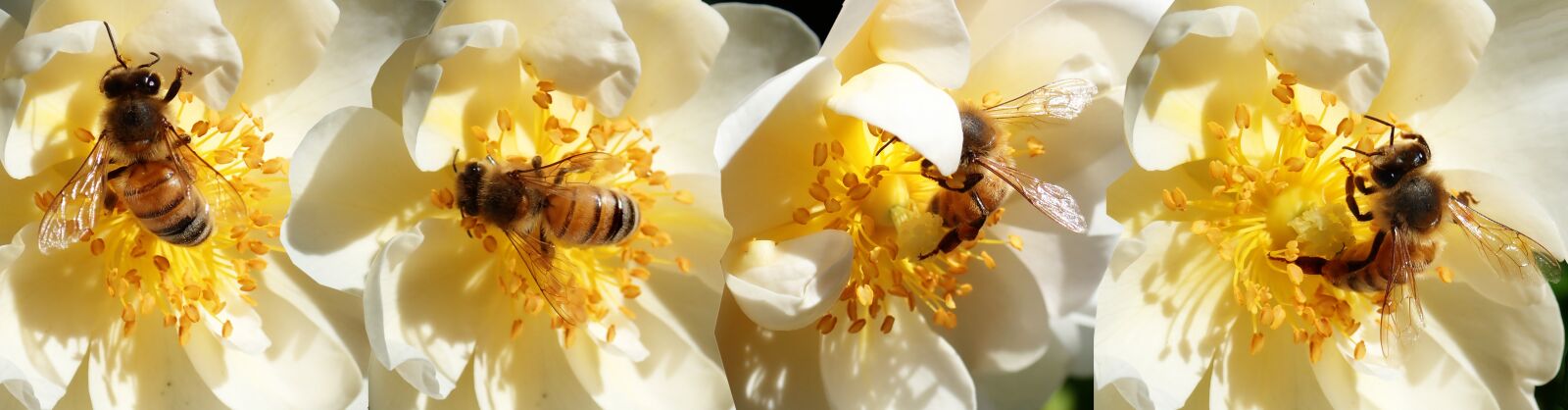 Olympus TG-5 sample photo. Bees, insects, pollen photography