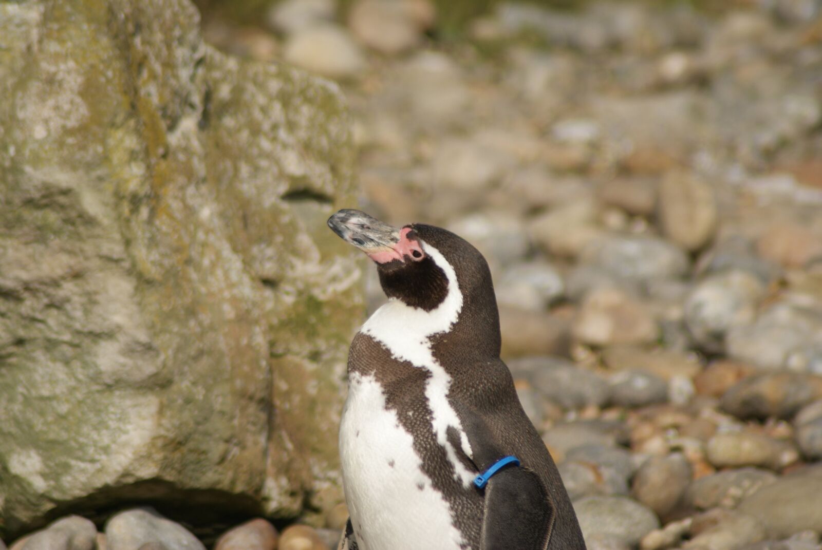 Sony Alpha DSLR-A300 sample photo. Penguin, baby, zoo photography