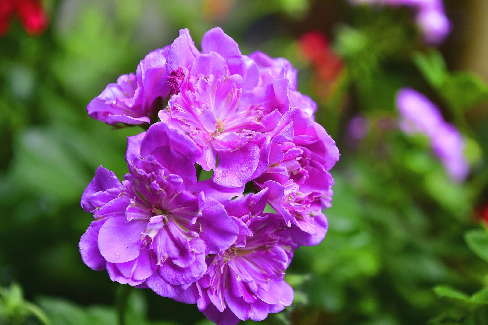 Nikon D7200 sample photo. Flower, garden, flowers photography