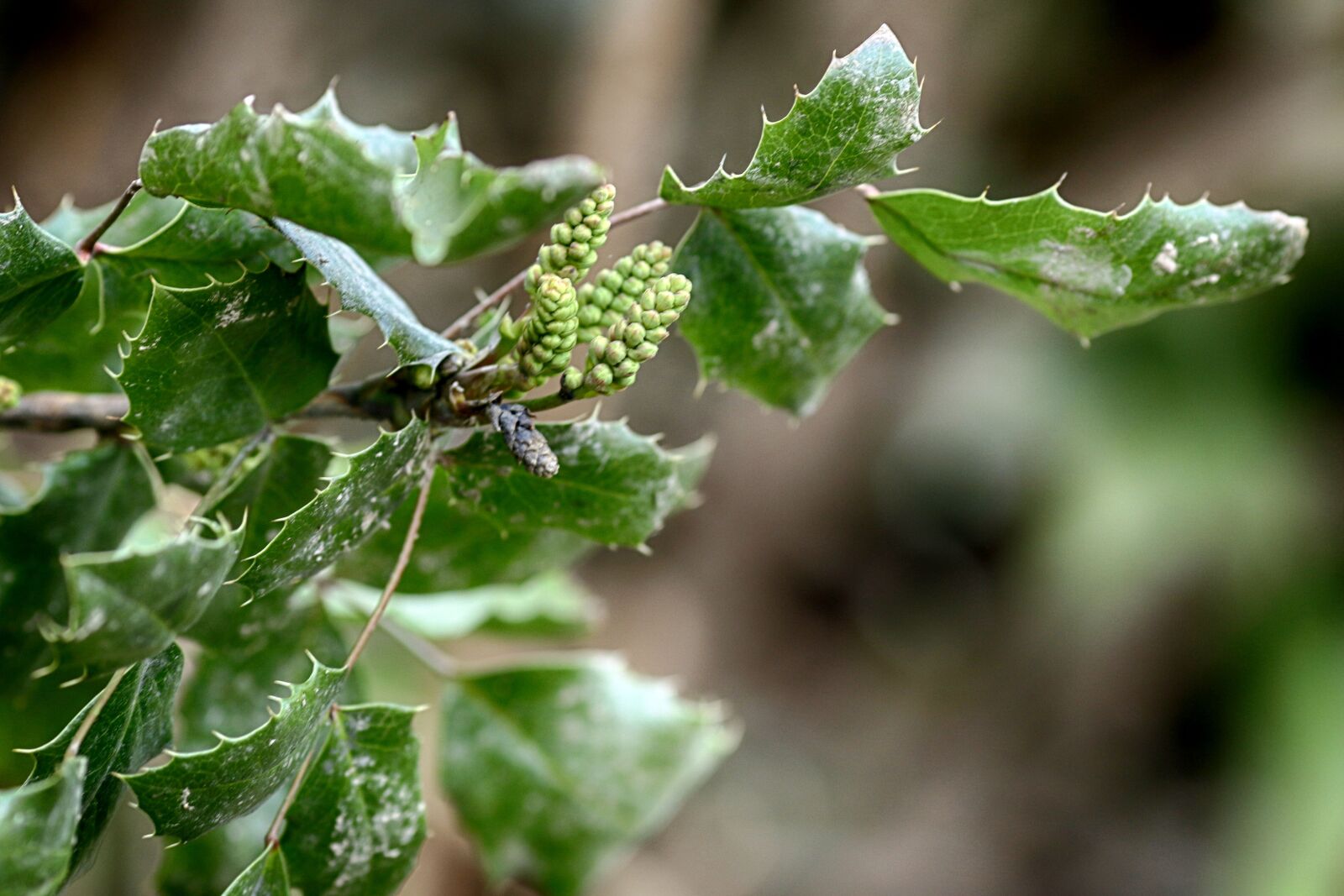Canon EOS 7D Mark II + Canon EF 135mm F2L USM sample photo. Leaf, flora, plant photography