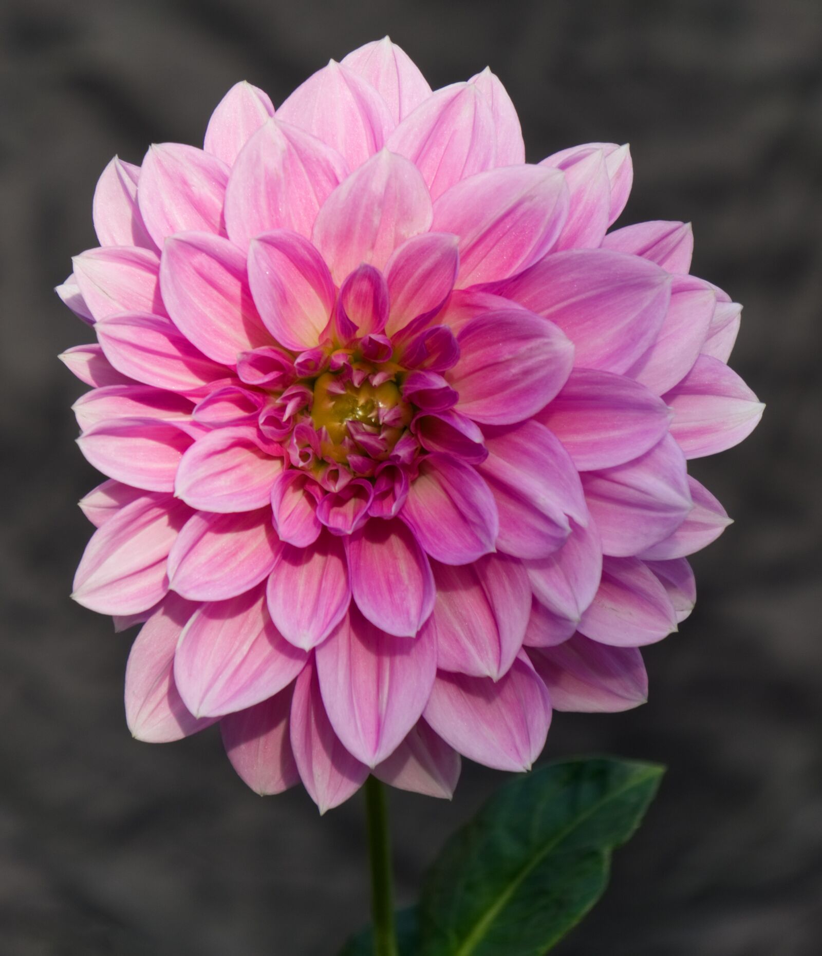 Sony a6000 sample photo. Dahlia, blossom, bloom photography