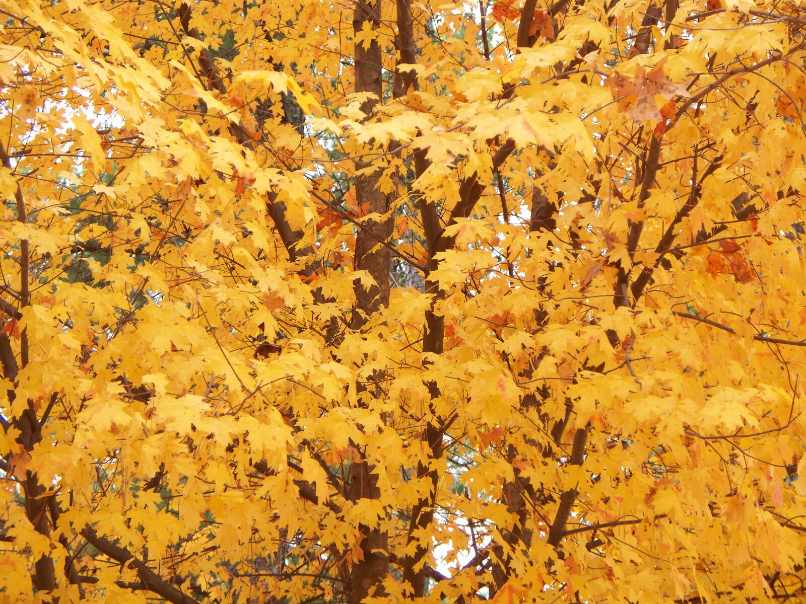 Kodak EASYSHARE Z1485 IS DIGITAL CAMERA sample photo. Tree, autumn, fall photography