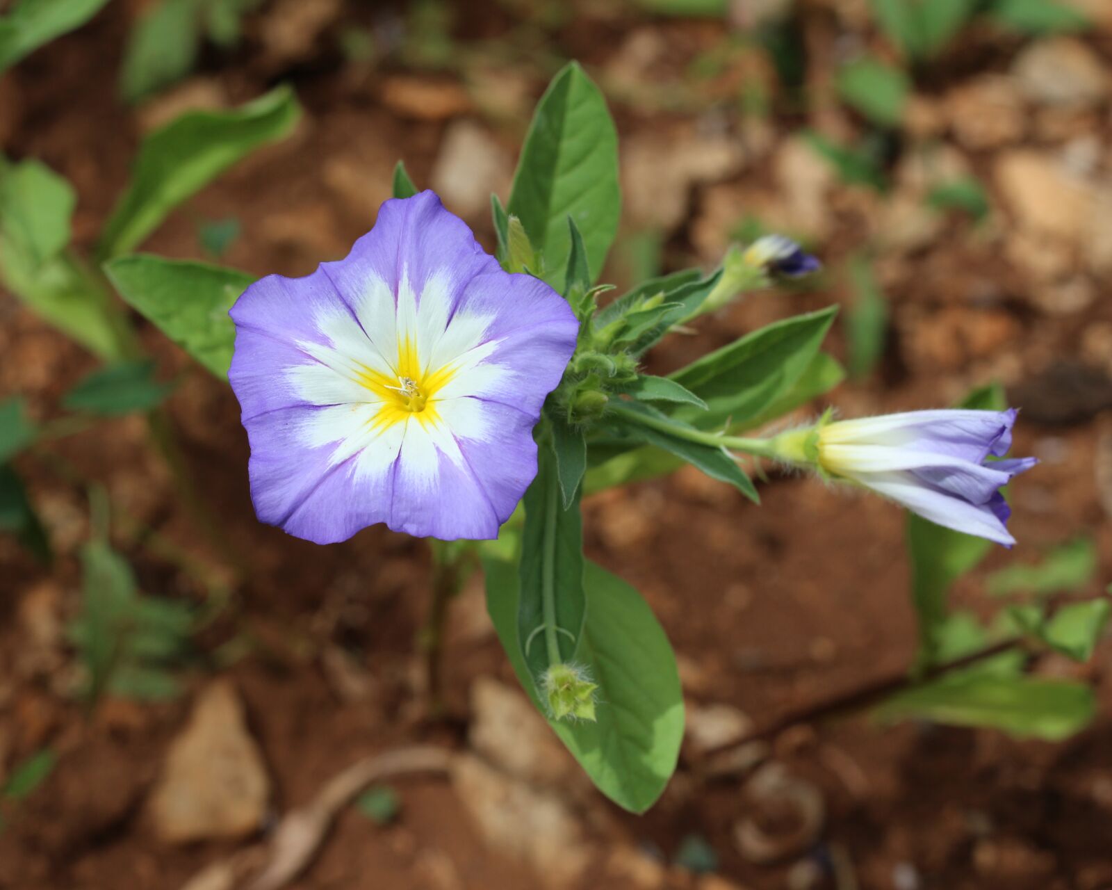 Canon EOS 700D (EOS Rebel T5i / EOS Kiss X7i) sample photo. Violet flower, nature, floral photography