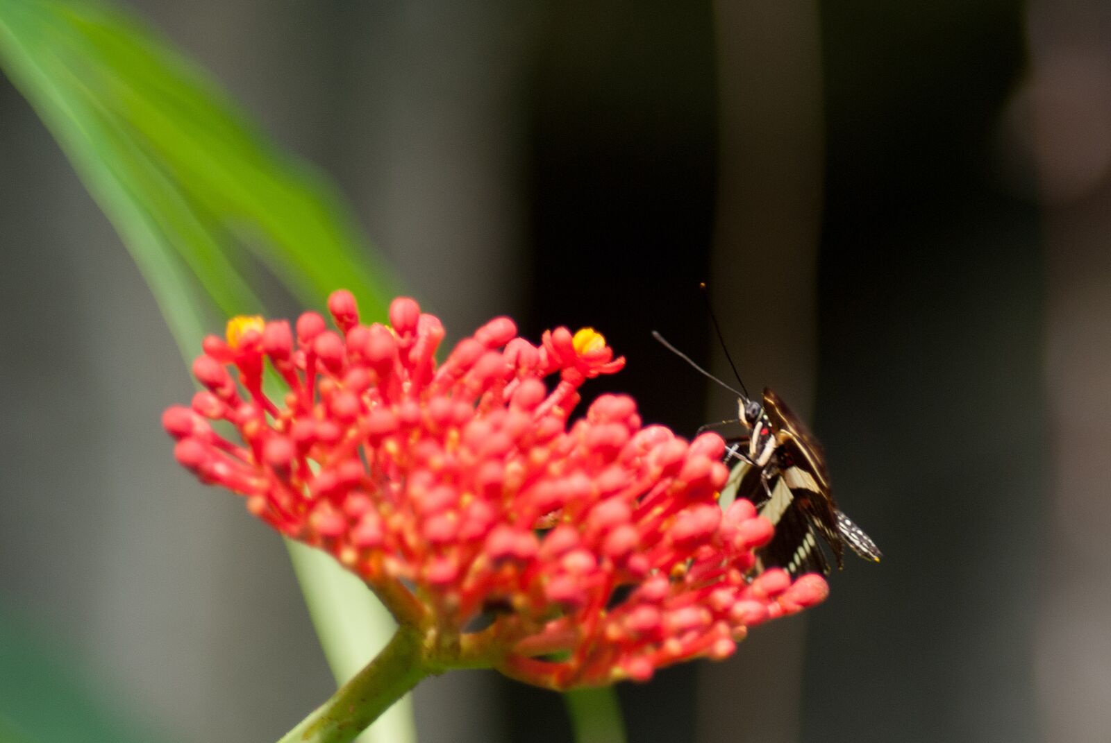 Nikon D3000 sample photo. Butterfly, nature, bug photography
