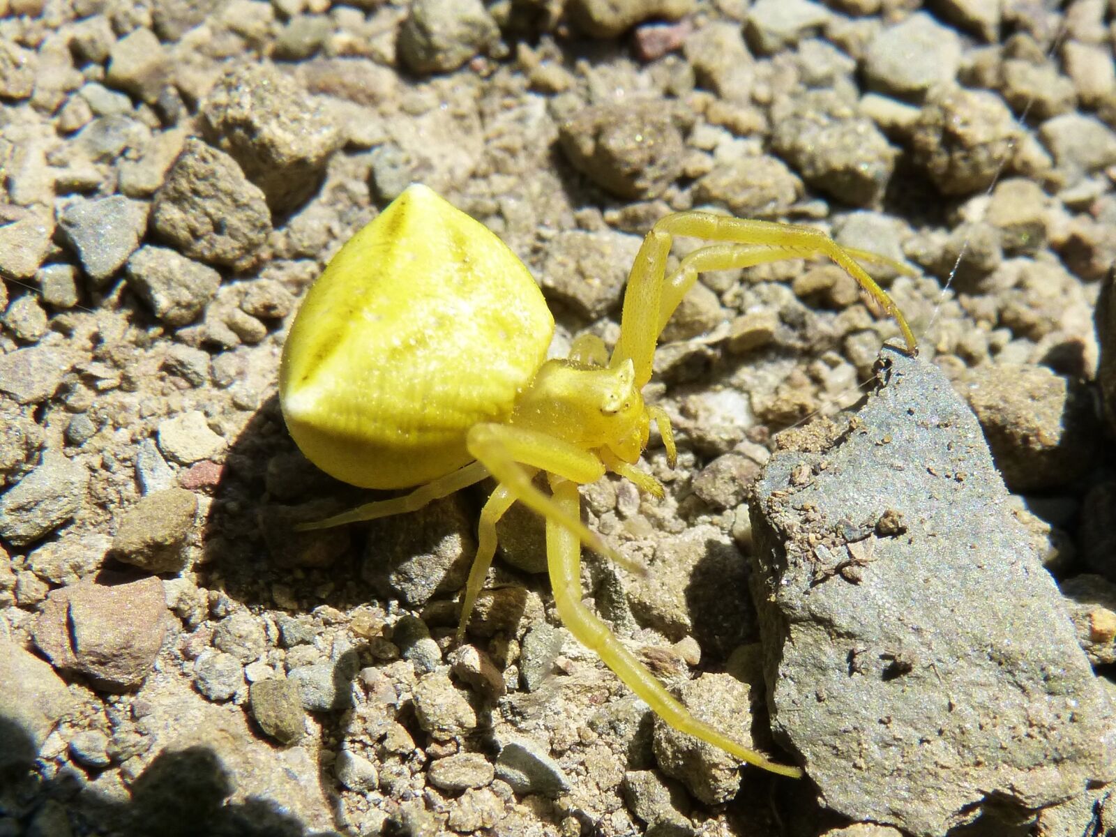 Panasonic DMC-FZ62 sample photo. Thomisus onustus, spider crab photography