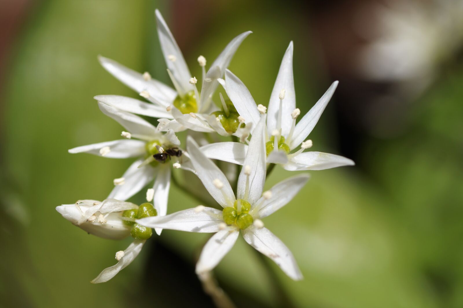 Sony SLT-A58 sample photo. Garlic, bear, flower photography