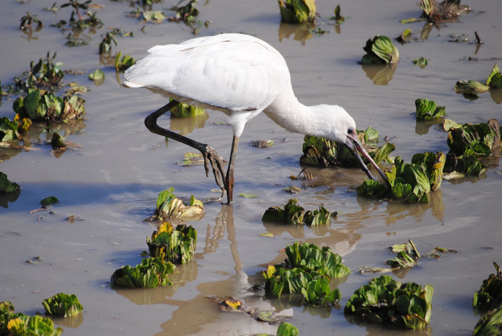 Nikon D3000 sample photo. Tanzania, africa, safari photography