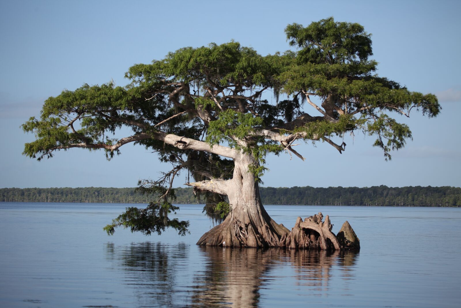 Canon EOS 5D Mark II sample photo. Tree, marsh, environment photography