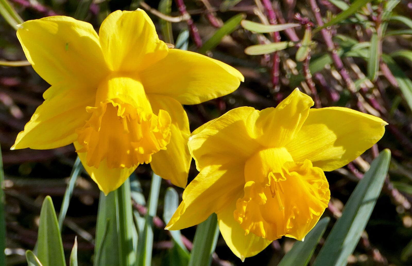 Panasonic Lumix DMC-FZ1000 sample photo. Nature, botany, flowers photography