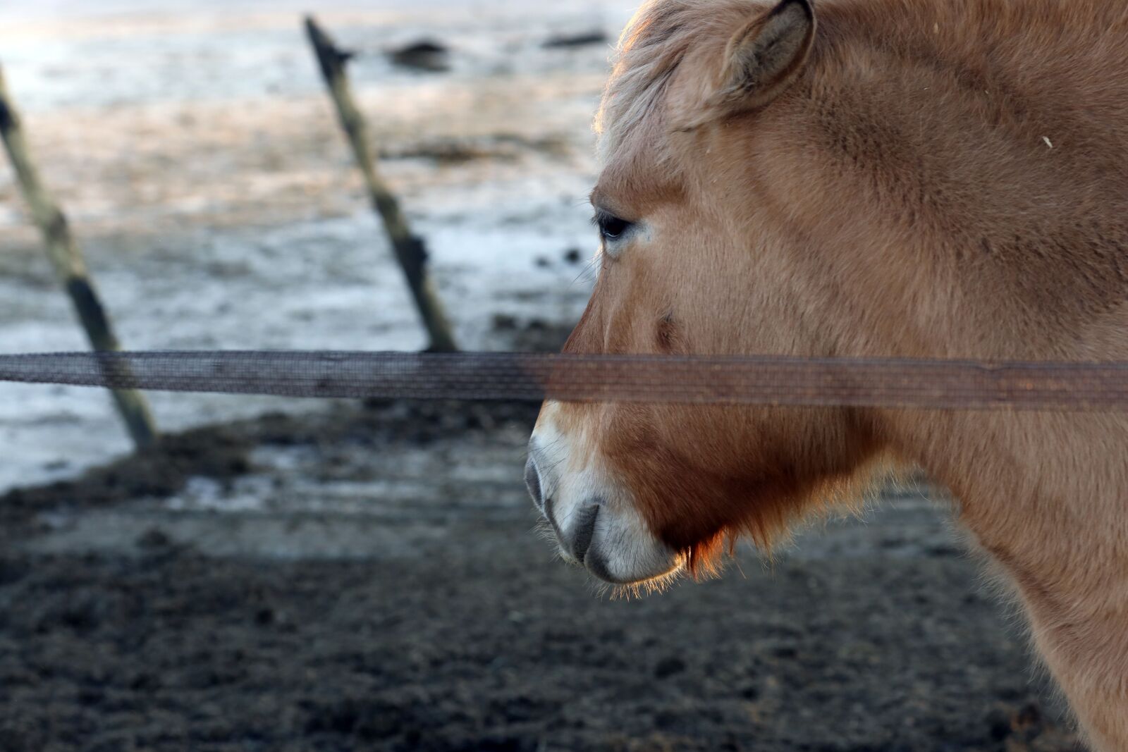 Canon EOS R + Canon EF 135mm F2L USM sample photo. Horse, animal, farm photography