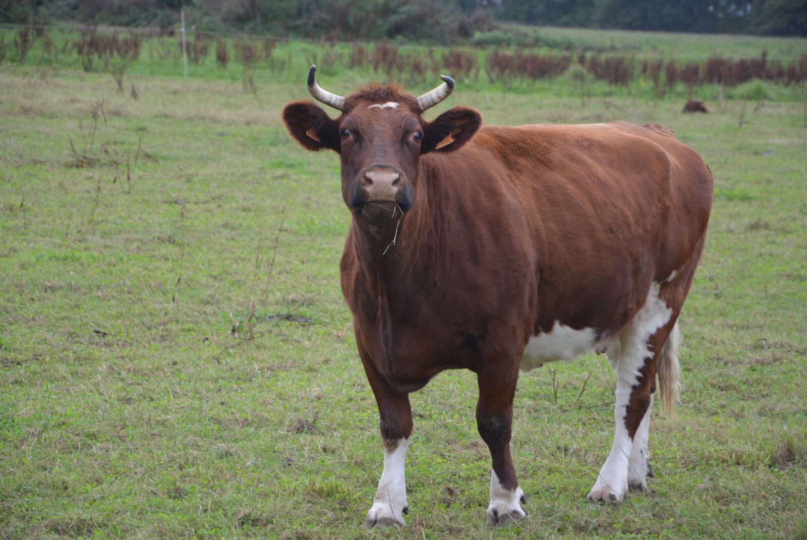 Nikon D5200 sample photo. Cow, cowhide, young cow photography