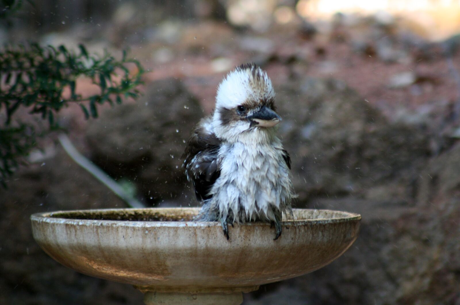 Canon EOS 1000D (EOS Digital Rebel XS / EOS Kiss F) sample photo. Kookaburra, bathing bird, bird photography