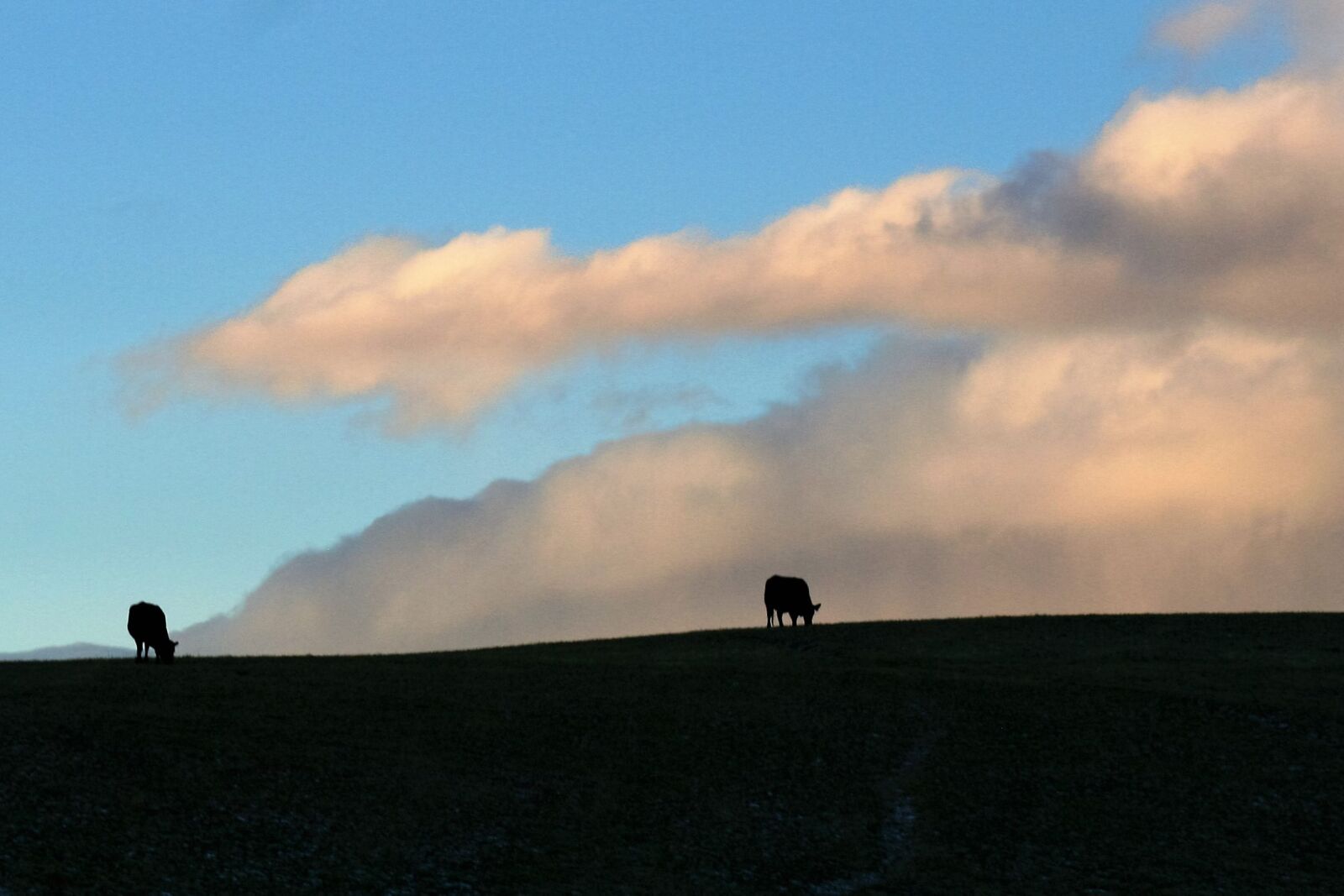 Canon EOS 350D (EOS Digital Rebel XT / EOS Kiss Digital N) sample photo. Clouds, cow, montana, silhouette photography