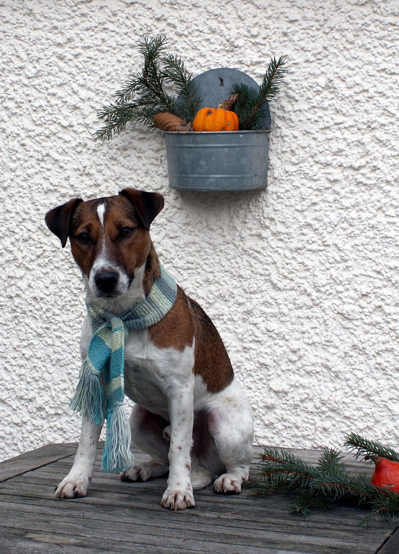 KONICA MINOLTA DiMAGE Z3 sample photo. Dog, small dog, jack photography