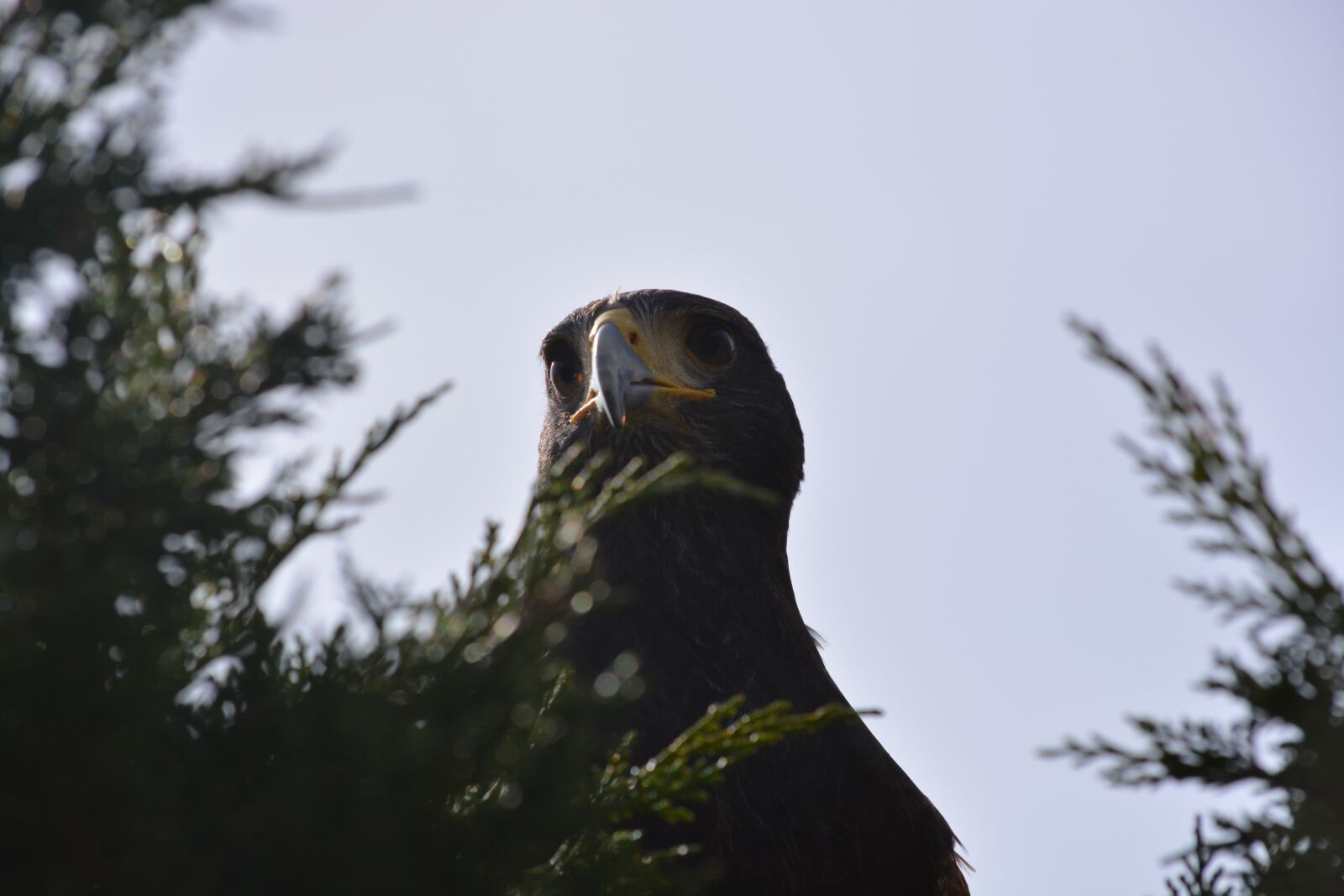 Nikon D5200 sample photo. Bird, nature, animal world photography