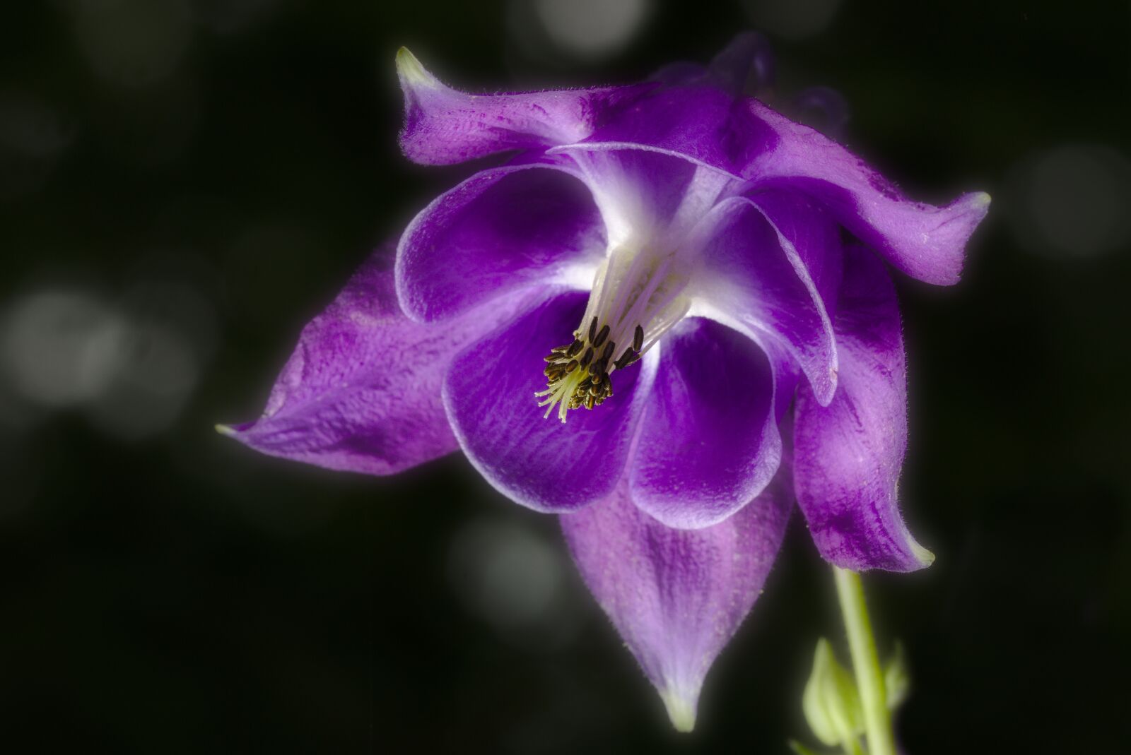Canon EOS M5 sample photo. Columbine, violet, flower photography