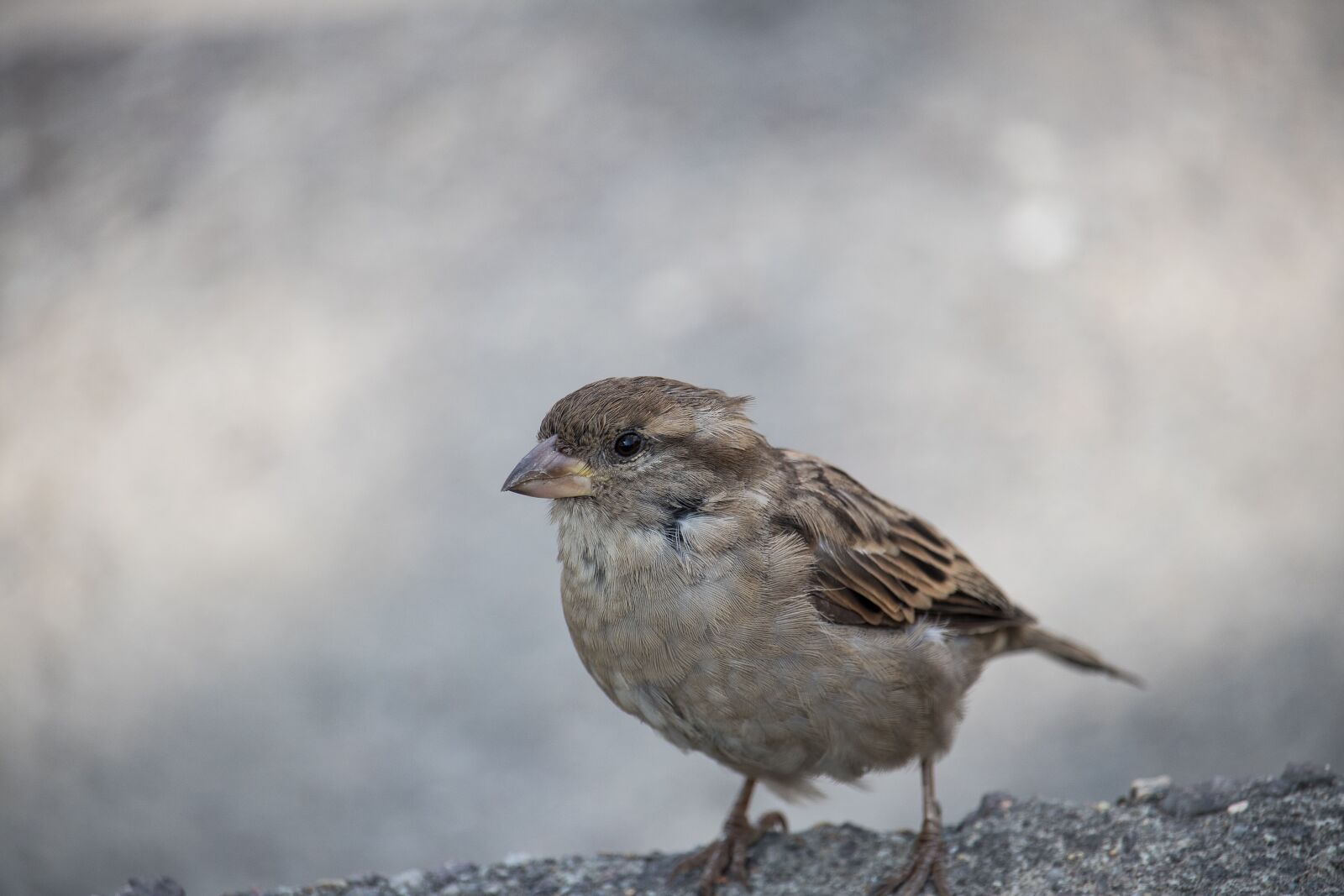 Canon EF-S 55-250mm F4-5.6 IS STM sample photo. Sparrow, sperling, bird photography